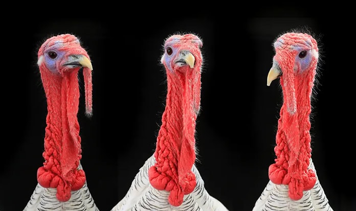 Avian influenza outbreaks expected to continue in Europe until late winter