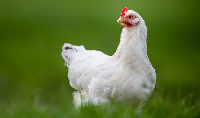 Avivagen announces new research publication for OxC-betaTM