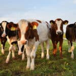 Avivagen received order six tons OxC-beta™ from Mexico