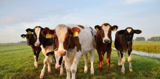 Avivagen received order six tons OxC-beta™ from Mexico