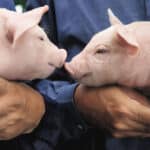 BASF invests Cloudfarms’ digital platform solution