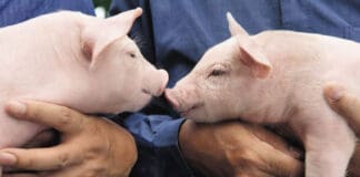 BASF invests Cloudfarms’ digital platform solution