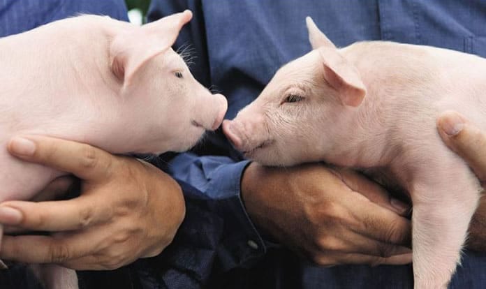 BASF invests Cloudfarms’ digital platform solution