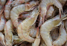 BASF and MSD Animal Health join Sustainable Shrimp Partnership