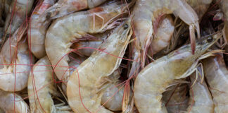BASF and MSD Animal Health join Sustainable Shrimp Partnership