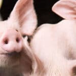 BASF invests in technology company SmartAHC