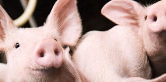 BASF invests in technology company SmartAHC