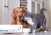 BENEO introduces ingredient for pet food applications