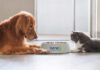 BENEO launches its new vegetable proteins for pet food