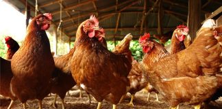 BSF startup receives £3 million in funding to improve poultry health