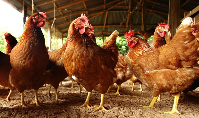 BSF startup receives £3 million in funding to improve poultry health