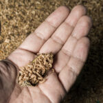 BSFL research shows promise for eco-friendly feed