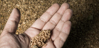 BSFL research shows promise for eco-friendly feed