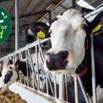 Bel partners with dsm-firmenich for low methane milk