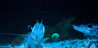 Benchmark becomes associate member of the Sustainable Shrimp Partnership