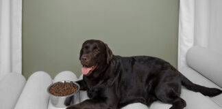 BeneMeat launches cultivated meat program for dogs