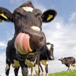 Berg + Schmidt to share benefits of rumen-protected sugar supplementation