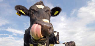 Berg + Schmidt to share benefits of rumen-protected sugar supplementation