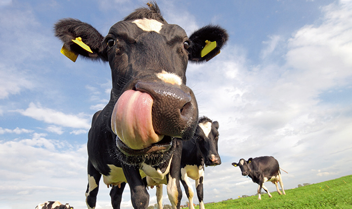 Berg + Schmidt to share benefits of rumen-protected sugar supplementation