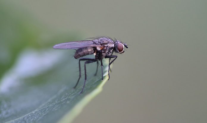 Beta Bugs secures £800,000 to support BSF genetics commercialisation