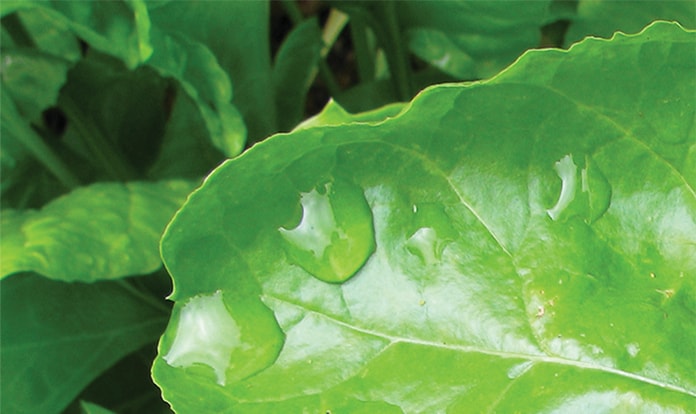 Betafin® gains OMRI listing for use in certified organic production