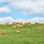 Bezos Earth Fund supports BiomEdit’s methane reduction project