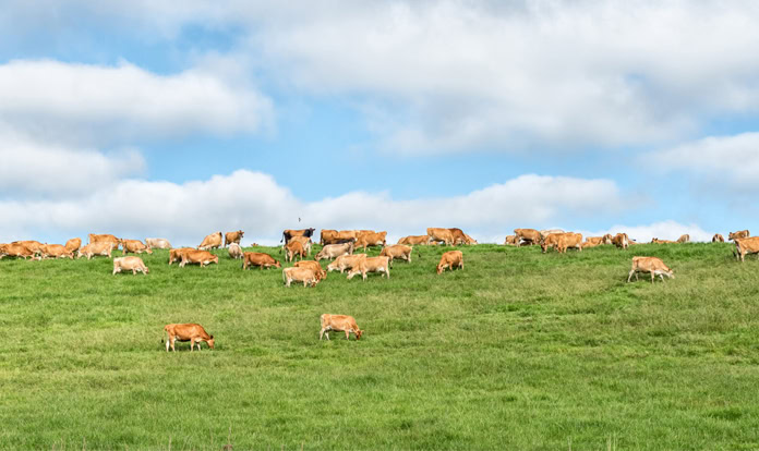 Bezos Earth Fund supports BiomEdit’s methane reduction project