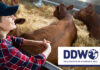 Big data is transforming dairy farming - Dairy Data Warehouse has been leading the way for over 11 years