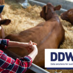 Big data is transforming dairy farming - Dairy Data Warehouse has been leading the way for over 11 years