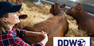 Big data is transforming dairy farming - Dairy Data Warehouse has been leading the way for over 11 years