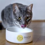 BioCraft and Prefera partner to commercialize animal cell-cultured pet food