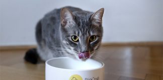 BioCraft and Prefera partner to commercialize animal cell-cultured pet food