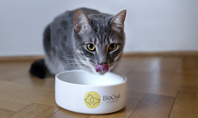 BioCraft and Prefera partner to commercialize animal cell-cultured pet food