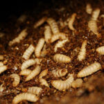 BioMar and Agronutris partner on the next generation insect meal