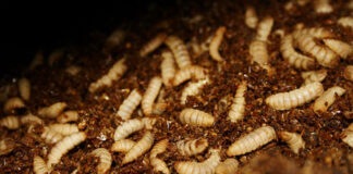 BioMar and Agronutris partner on the next generation insect meal