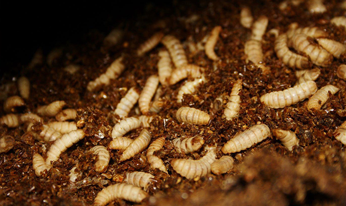 BioMar and Agronutris partner on the next generation insect meal