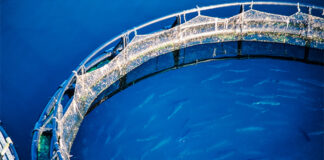 BioMar increases vitamin D levels in all salmon diets