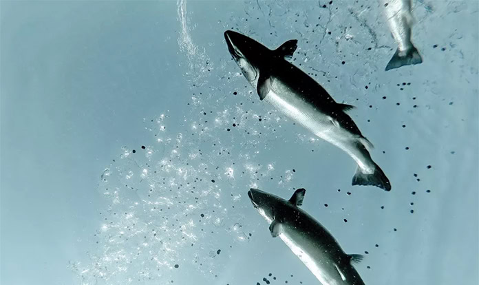 BioMar launches new product to boost fish resilience