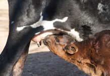 BioZyme introduces new product for newborn calves