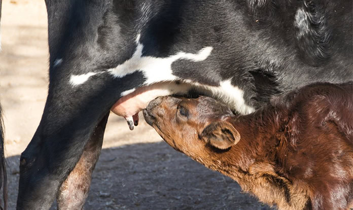 BioZyme introduces new product for newborn calves
