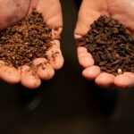 Bioflytech leads AI-driven black soldier fly project