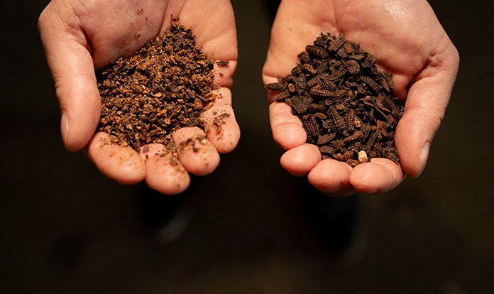 Bioflytech leads AI-driven black soldier fly project