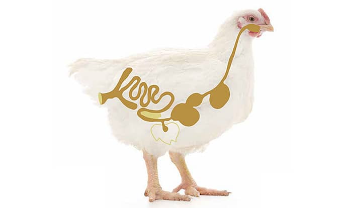 Biomin takes part in €10M research project to improve animal health