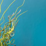 Biotechnology companies sign definitive merger agreement