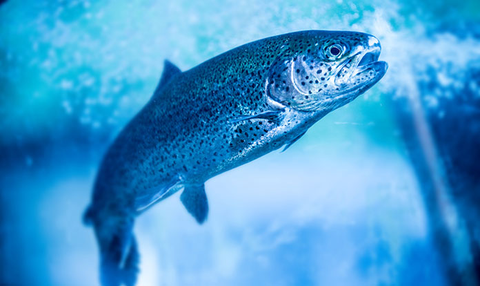 Blue Aqua Singapore receives US$6.3M funding for aquaculture expansion