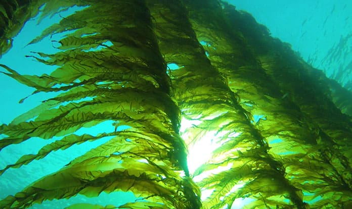 Blue Farming® for sustainable and organic agriculture from Seaweed Company