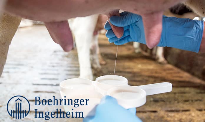 Boehringer Ingelheim adds blue internal teat sealant to its dairy mastitis portfolio