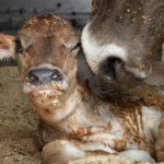 Boehringer Ingelheim launches Fencovis, a new vaccine to prevent calf diarrhea