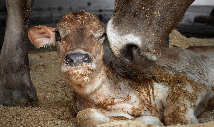 Boehringer Ingelheim launches Fencovis, a new vaccine to prevent calf diarrhea