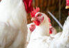Boehringer avian influenza vaccines receive EU support
